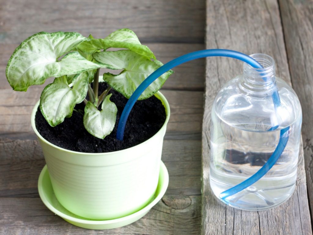 self watering pot