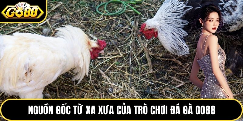 Nguồn gốc từ xa xưa của trò chơi đá gà GO88